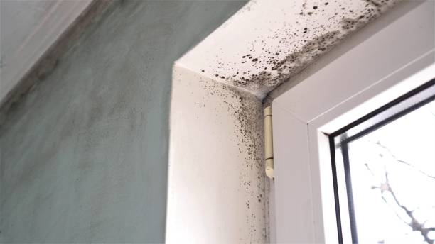 Best Kitchen Mold Remediation in Boston Heights, OH