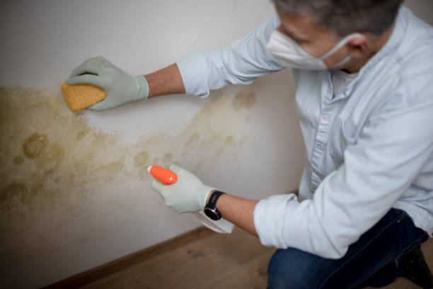Best Basement Mold Remediation in Boston Heights, OH