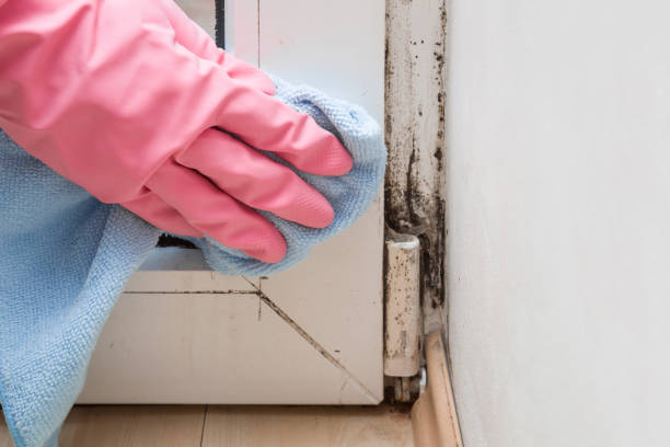 Best Commercial Mold Remediation in Boston Heights, OH